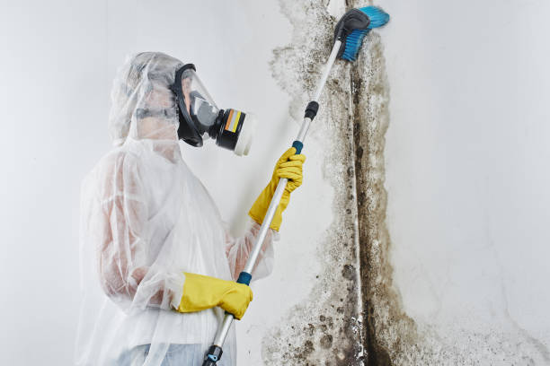Best Preventive Mold Services in El Dorado, KS